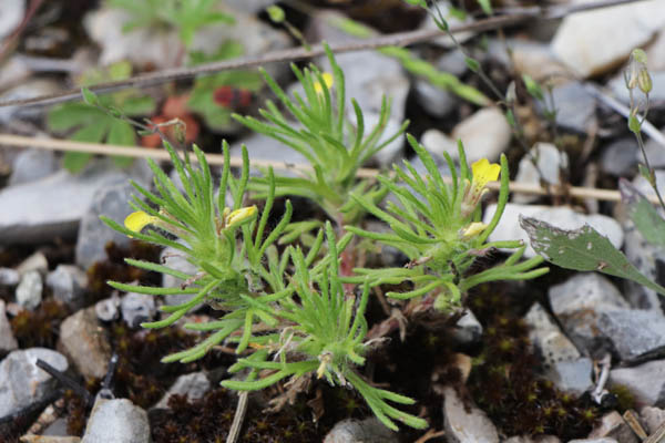 Bugle petit Pin, Ajuga chamaepitys, Haute Provence, Clamensane, juin 2020