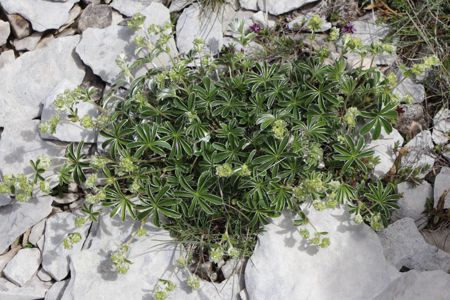 Alchmille  feuilles plies, Alchemilla alpigena, Haute Provence, Montagne de Lure, juin 2020