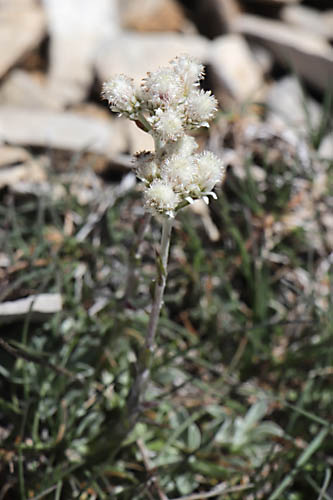 Pied-de-chat dioque, Antennaria dioica, Haute Provence, Montagne de Lure, juin 2020