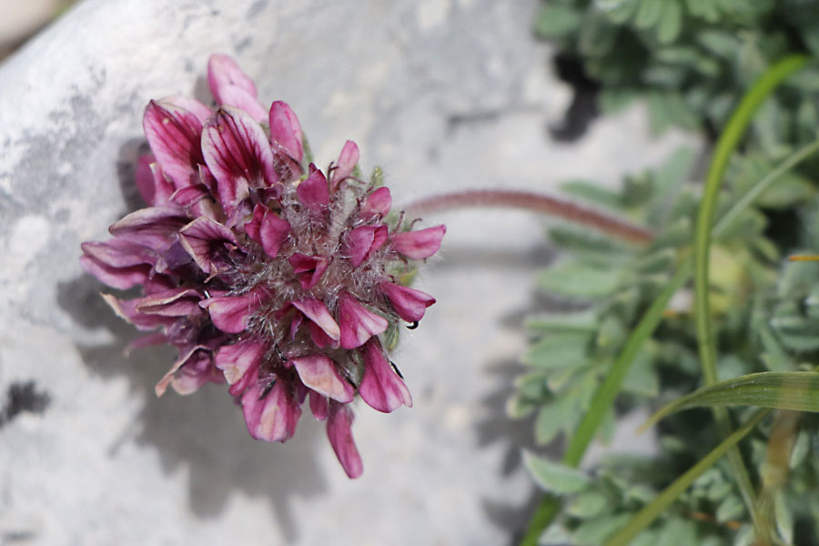 Anthyllide des montagnes, Anthyllis montana, Haute Provence, Montagne de Lure, juin 2020