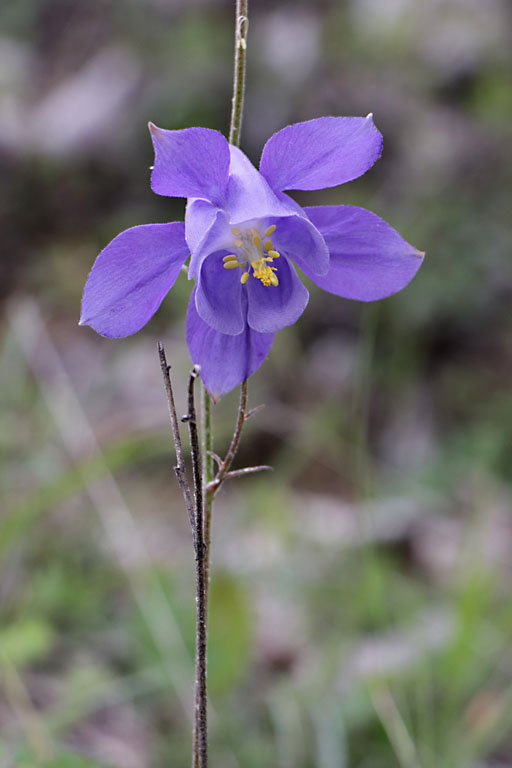 Ancolie de Reuter, Aquilegia reuteri, Haute Provence, Montagne de Joure, juin 2020