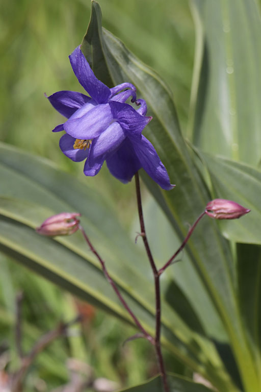 Ancolie de Reuter, Aquilegia reuteri, Haute Provence, Montagne de Lure, juin 2020