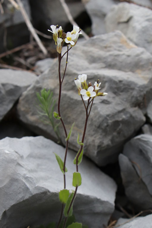 Arabette des Alpes, Arabis alpina, Haute Provence, Fort de la Blanche, juin 2020