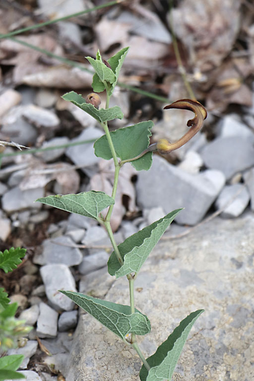 Aristoloche pistoloche, Aristolochia pistolochia, Haute Provence, Montagne de Joure, juin 2020