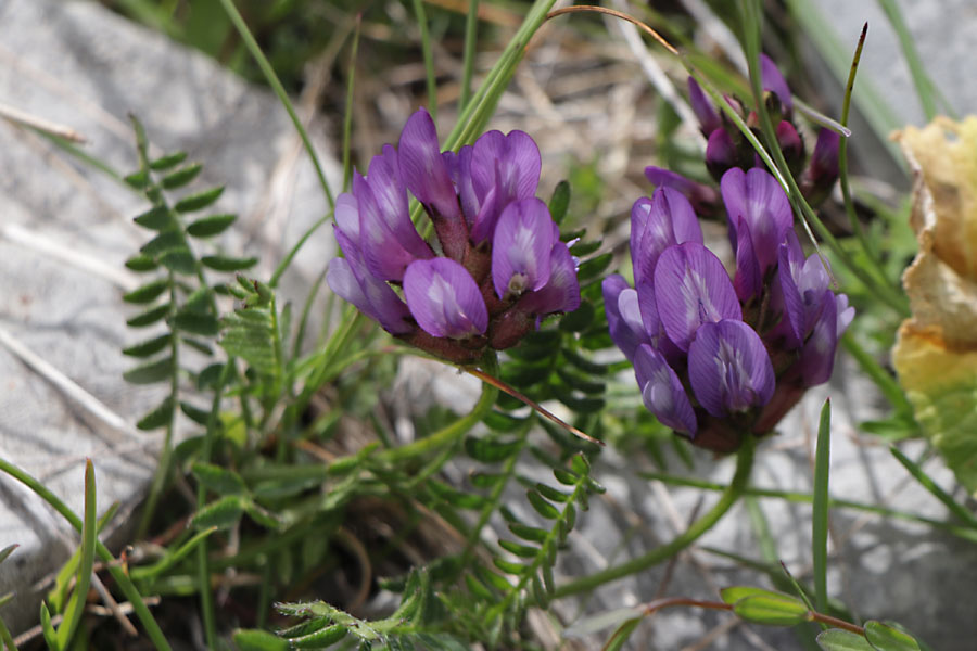 Astragale du Danemark, Astragalus danicus, Haute Provence, Montagne de Lure, juin 2020
