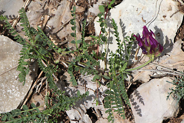 Astragale pourpre, Astragalus hypoglottis, Haute Provence, Montagne de Gache, juin 2020