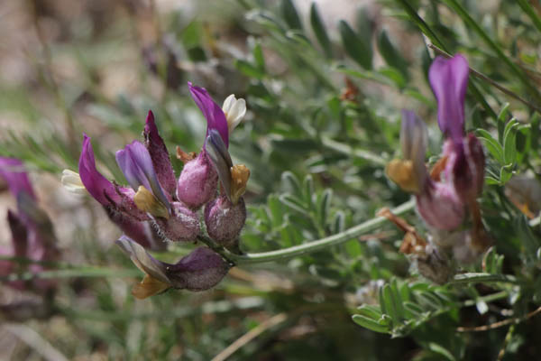 Astragale  calice renfl en vessie, Astragalus vesicarius, Haute Provence, Montagne de Gache, juin 2020