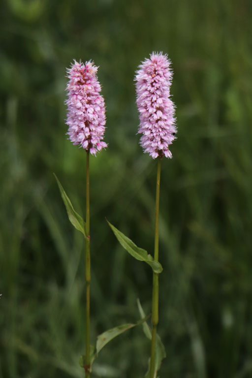 Bistorte, Bistorta officinalis, Haute Provence, Les Monges, juin 2020