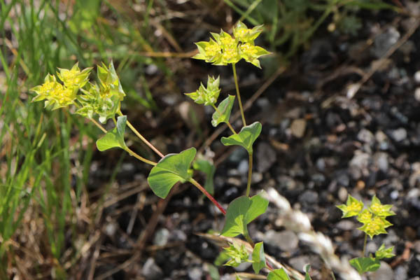 Buplvre  feuilles rondes, Bupleurum rotundifolium, Haute Provence, Montagne de Gache, juin 2020