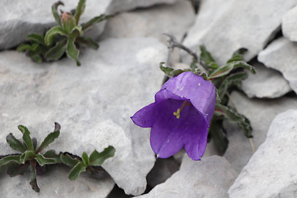 Campanule des Alpes, Campanula alpestris, Haute Provence, Montagne de Lure, juin 2020