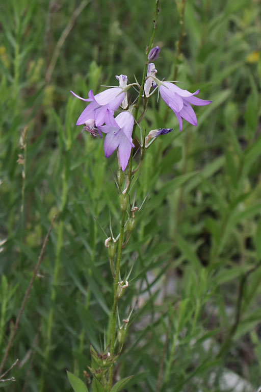Campanule raiponce, Campanula rapunculus, Haute Provence, Montagne de Joure, juin 2020