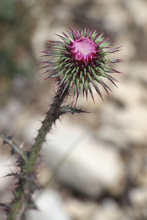 Chardon noircissant, Carduus nigrescens, Haute Provence, Montagne de Gache, juin 2020