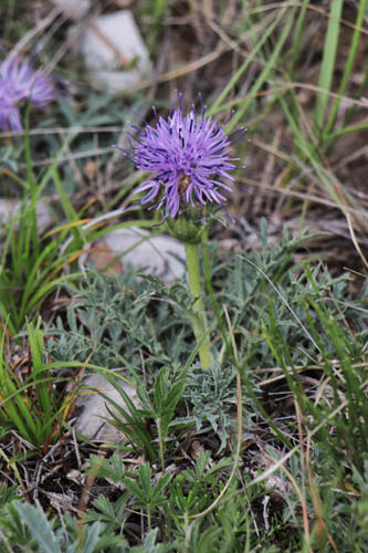 Cardoncelle de Montpellier, Carthamus carduncellus, Haute Provence, Montagne de Gache, juin 2020