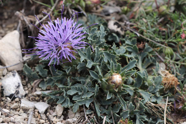 Cardoncelle de Montpellier, Carthamus carduncellus, Haute Provence, Montagne de Gache, juin 2020