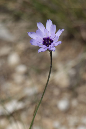 Catananche bleue, Catananche caerulea, Haute Provence, Montagne de Gache, juin 2020