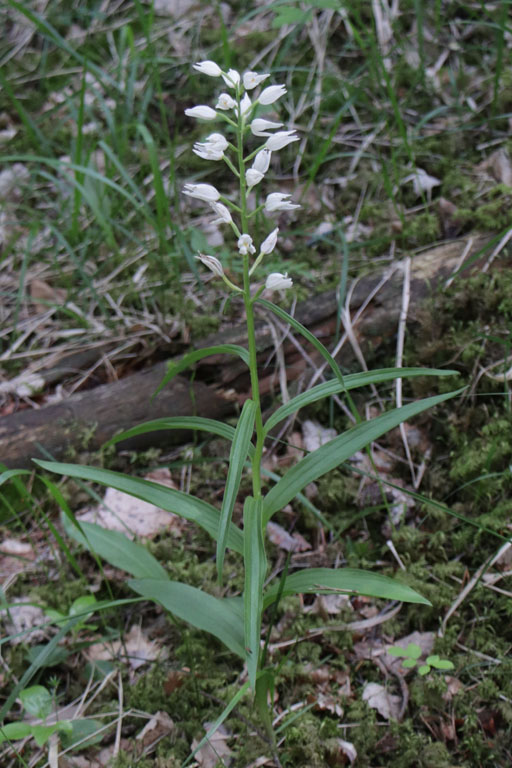 Cphalanthre  longues feuilles, Cephalanthera longifolia, Haute Provence, Fort de la Blanche, juin 2020