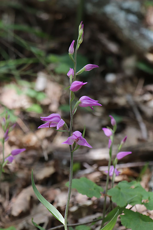 Cphalanthre rouge, Cephalanthera rubra, Haute Provence, Montagne de Gache, juin 2020