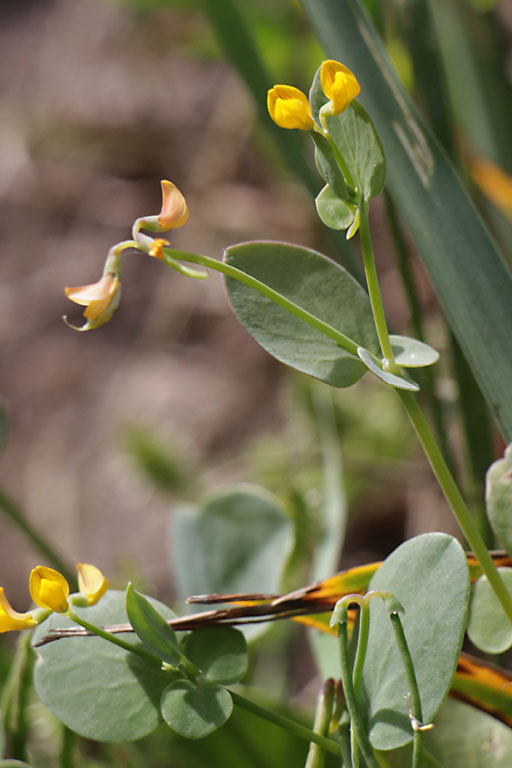 Coronille scorpiode, Coronilla scorpioides, Haute Provence, juin 2020