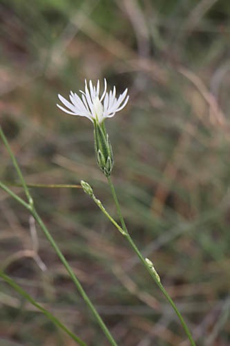 Crupina commune, Crupina vulgaris, Haute Provence, Montagne de Joure, juin 2020