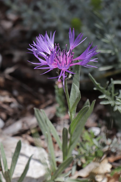 Centaure semidcurente, Cyanus semidecurrens, Haute Provence, Montagne de Gache, juin 2020