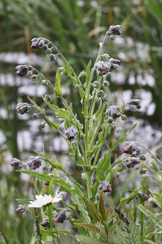 Cynoglosse officinal, Cynoglossum officinale, Haute Provence, Les Monges, juin 2020