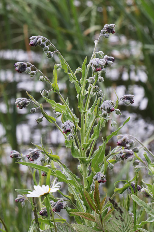 Cynoglosse officinal, Cynoglossum officinale, Haute Provence, Les Monges, juin 2020