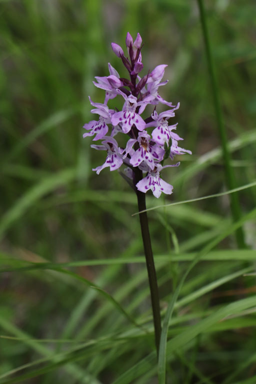 Orchis de Fuchs, Dactylorhiza fuchsii, Haute Provence, Montagne de Lure, juin 2020