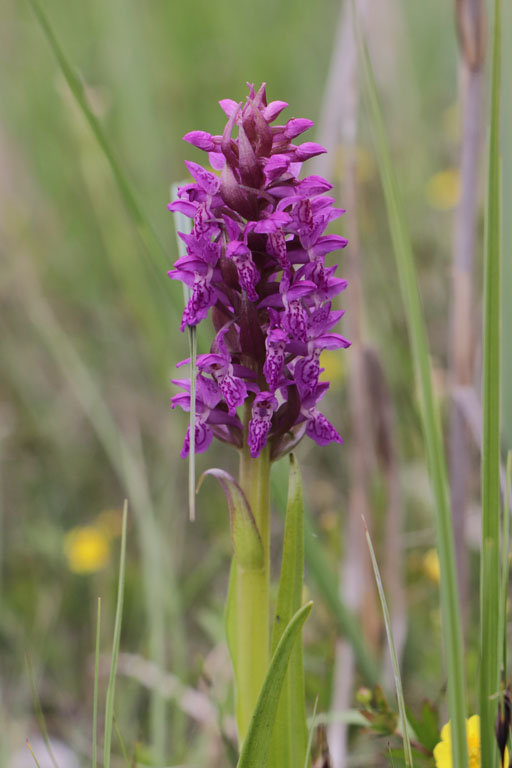 Orchis incarnat, Dactylorhiza incarnata subsp. incarnata, Haute Provence, Lac de St-Lger, juin 2020