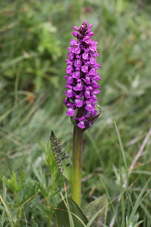 Orchis de mai, Dactylorhiza majalis subsp. majalis, Haute Provence, Les Monges, juin 2020