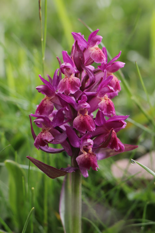 Orchis sureau, Dactylorhiza sambucina, Haute Provence, Montagne de Lure, juin 2020