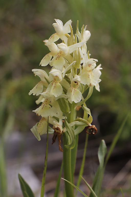 Orchis sureau, Dactylorhiza sambucina, Haute Provence, Montagne de Lure, juin 2020