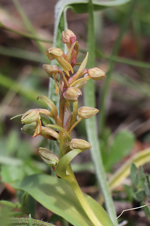 Orchis grenouille, Dactylorhiza viridis, Haute Provence, Montagne de Lure, juin 2020