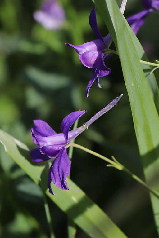 Pied d'alouette, Delphinium consolida, Haute Provence, juin 2020