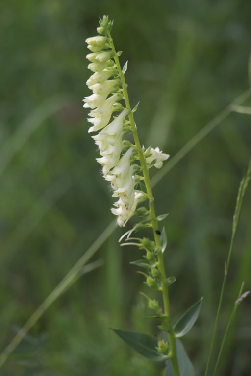 Digitale jaune, Digitalis lutea, Haute Provence, Montagne de Lure, juin 2020