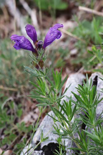 Dracocphale d'Autriche, Dracocephalum austriacum, Haute Provence, Montagne de Joure, juin 2020