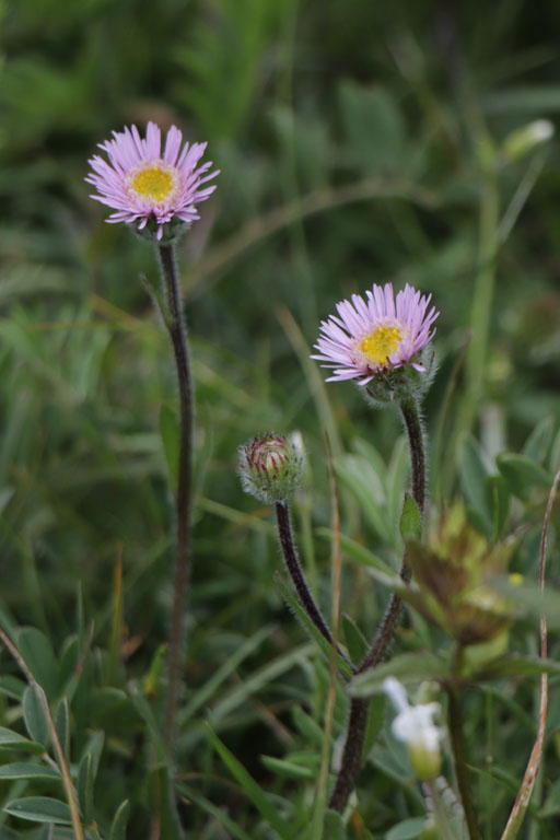 Vergerette des Alpes, Erigeron alpinus, Haute Provence, Les Monges, juin 2020