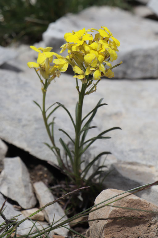 Vlar de Provence, Erysimum nevadense subsp collisparsum, Haute Provence, Montagne de Lure, juin 2020