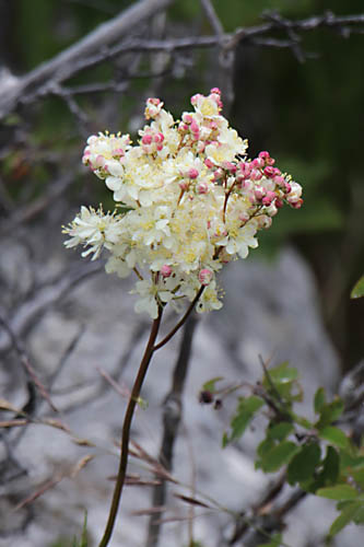 Spire filipendule, Filipendula vulgaris, Haute Provence, Montagne de Gache, juin 2020