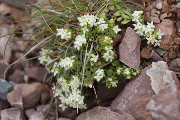 Gaillet  grosses graines, Galium megalospermum, Haute Provence, Les Monges, juin 2020