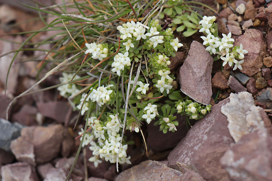 Gaillet  grosses graines, Galium megalospermum, Haute Provence, Les Monges, juin 2020