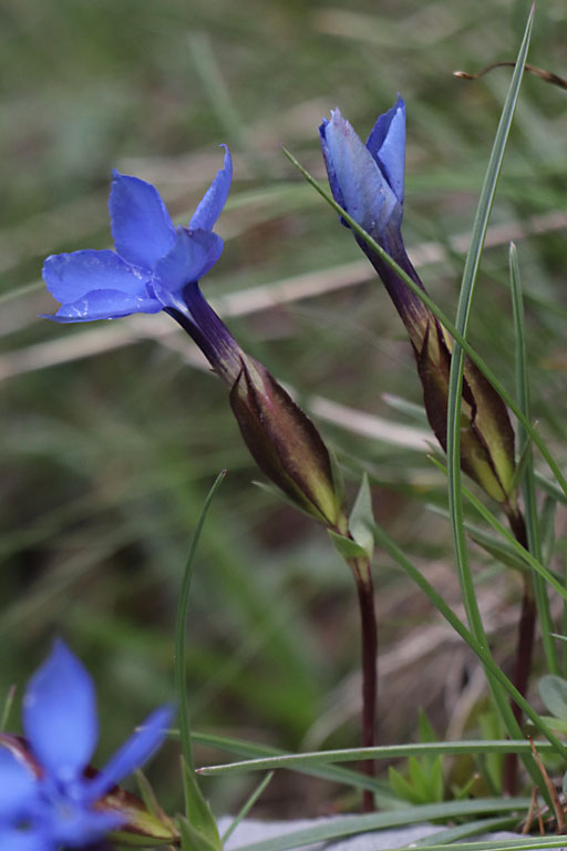 Gentiane dauphinoise, Gentiana delphinensis, Haute Provence, Fort de la Blanche, juin 2020