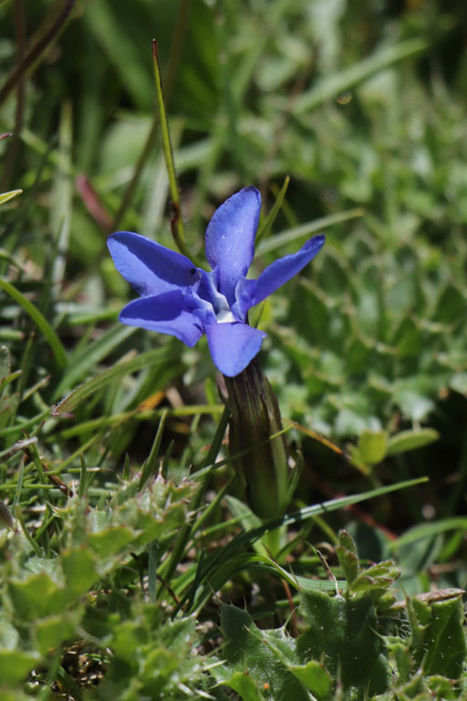 Gentiane printanire, Gentiana verna, Haute Provence, Les Monges, juin 2020