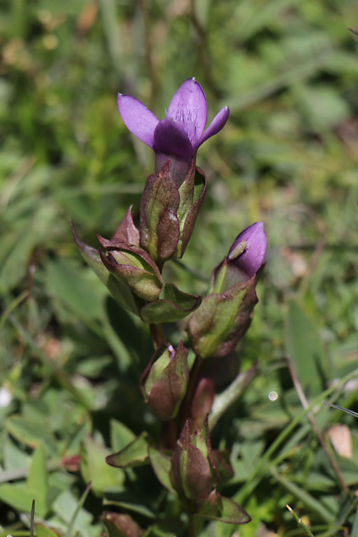 Gentiane champtre, Gentianella campestris, Haute Provence, Les Monges, juin 2020