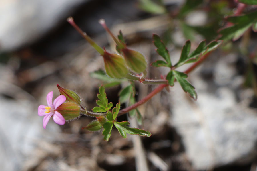 Granium pourpre, Geranium purpureum, Haute Provence, Montagne de Gache, juin 2020