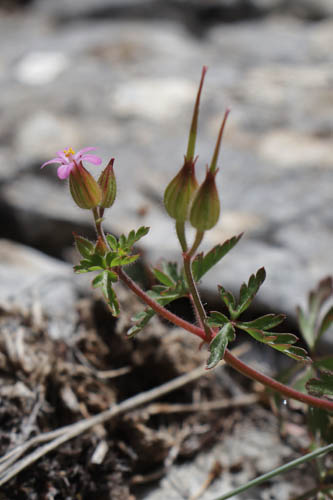 Granium pourpre, Geranium purpureum, Haute Provence, Montagne de Gache, juin 2020