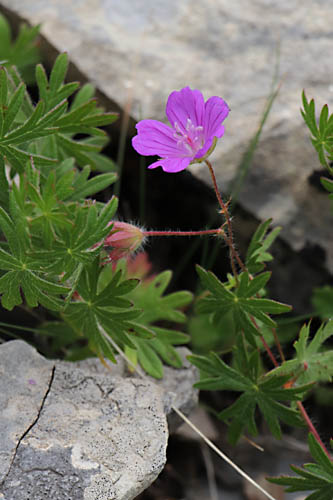 Granium sanguin, Geranium sanguineum, Haute Provence, Montagne de Joure, juin 2020