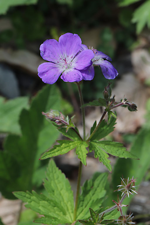 Granium des bois, Geranium sylvaticum, Haute Provence, Les Monges, juin 2020