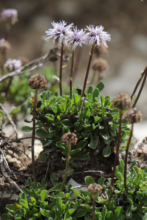 Globulaire  feuilles en curs, Globularia cordifolia, Haute Provence, Montagne de Gache, juin 2020