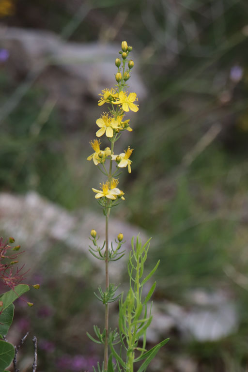 Millepertuis  feuilles d'Hysope, Hypericum hyssopifolium, Haute Provence, Montagne de Joure, juin 2020