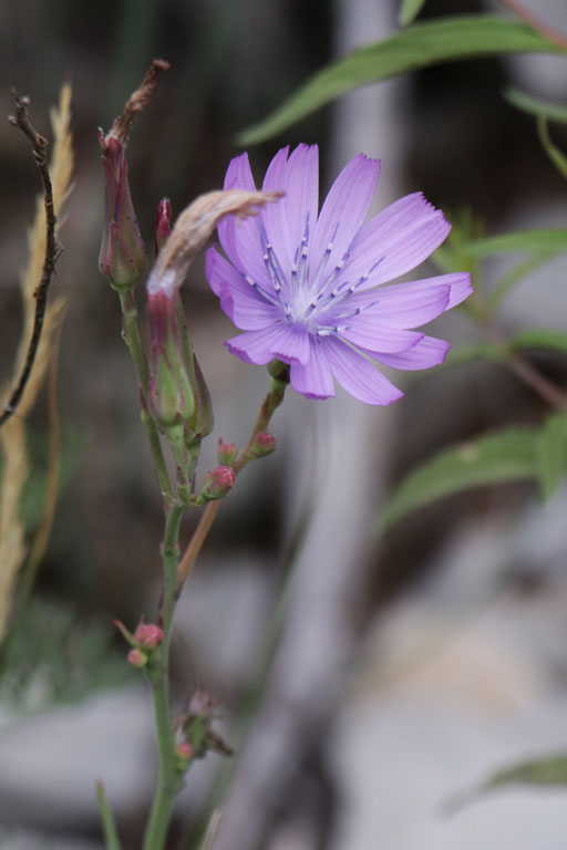 Laitue vivace, Lactuca perennis, Haute Provence, Montagne de Joure, juin 2020